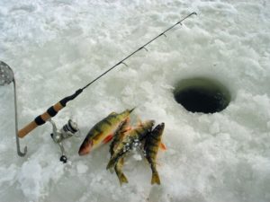 4 perch and a rod lie on the ice next to an ice fishing hole.