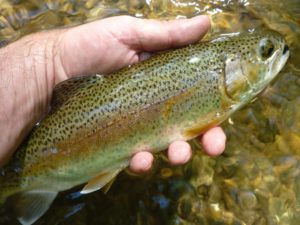 Close up of a hand holding a rainbow trout, caught by using salmon eggs as bait.