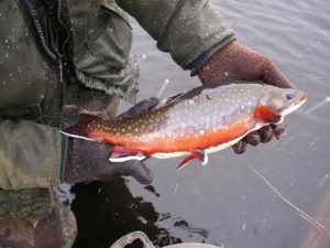 Angler holding a brook trout
