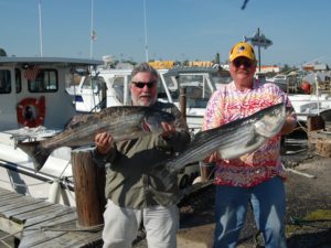 Two men holding large striped bass.