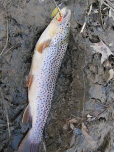 A close up of a fish caught with a Mepps spinner on the Oatka Creek.