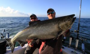 two men on a boat barely visible behind a gigantic salmon caught using fire brine.