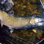 pacific salmon fly fishing catch close up in a net