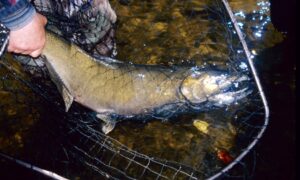 pacific salmon fly fishing catch close up in a net