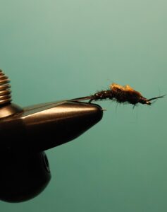 the black stone fly nymph