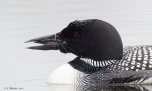 Loons in the Adirondacks
