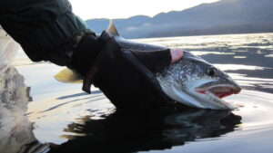 Niagara River fishing - Streeter lake trout Niagara Bar