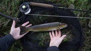 A small brown trout showcased beside a fly rod and fishing net.