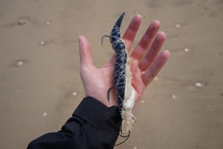 A fish bait wrapped in bait elastic with a two-hook pulley pennel rig.